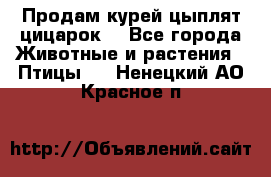 Продам курей цыплят,цицарок. - Все города Животные и растения » Птицы   . Ненецкий АО,Красное п.